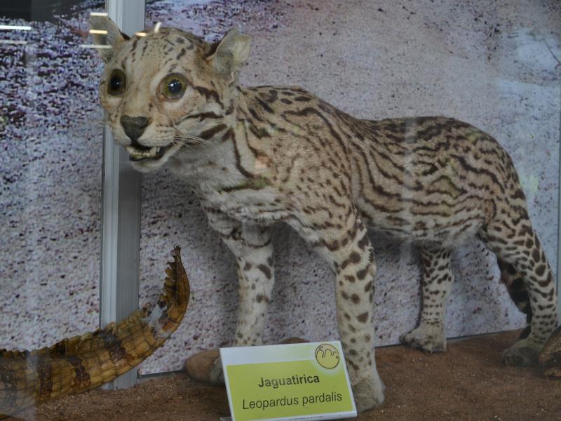 Foto: Eunir Augusto - Museu de Biodiversidade do Cerrado