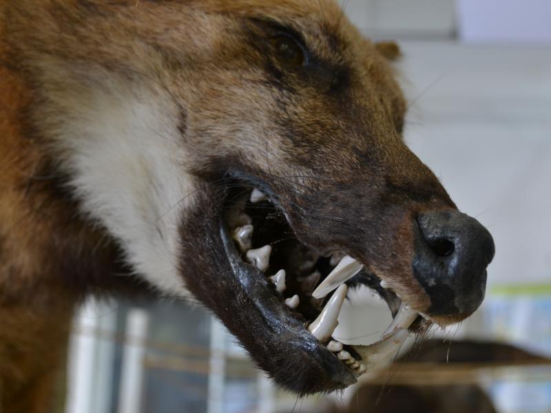 Foto: Eunir Augusto - Museu de Biodiversidade do Cerrado