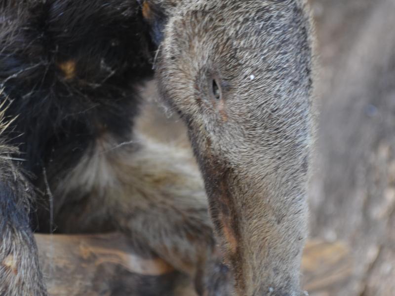 Foto: Eunir Augusto - Museu de Biodiversidade do Cerrado