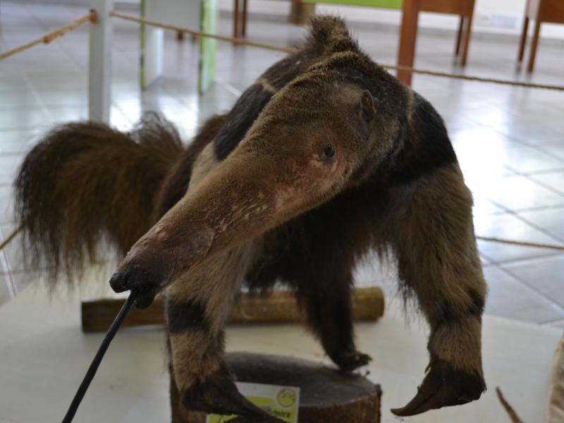 Foto: Letícia França - Museu de Biodiversidade do Cerrado