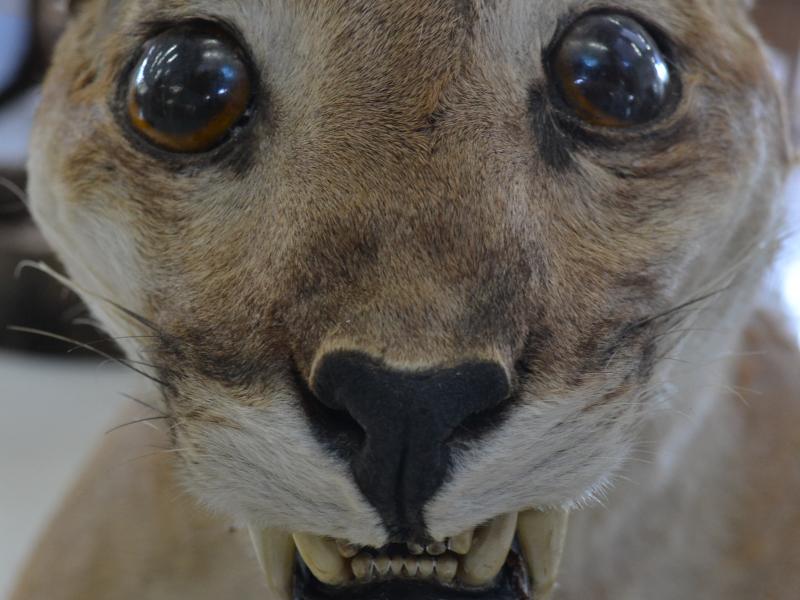 Foto: Letícia França - Museu de Biodiversidade do Cerrado