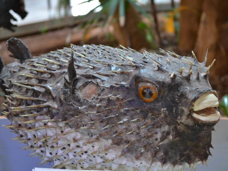 Foto: Letícia França - Museu de Biodiversidade do Cerrado