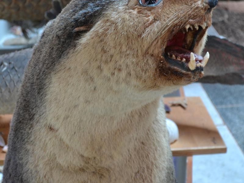 Foto: Letícia França - Museu de Biodiversidade do Cerrado