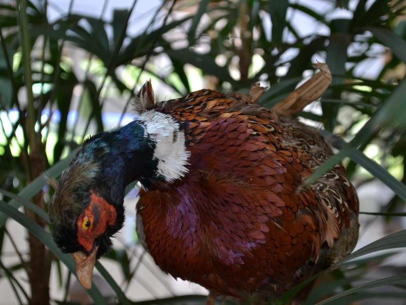 Foto: Letícia França - Museu de Biodiversidade do Cerrado