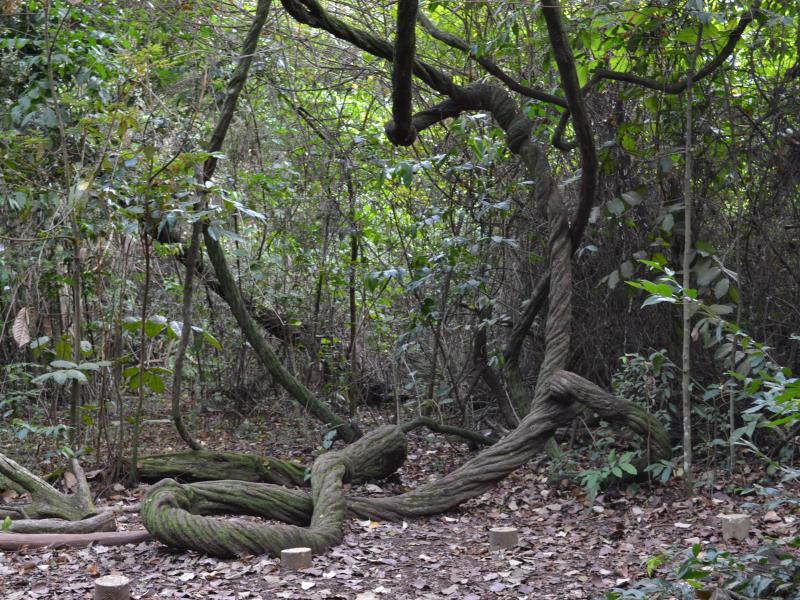 Foto: Letícia França - Parque Municipal Victório Siquierolli