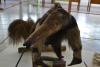 Foto: Letícia França - Museu de Biodiversidade do Cerrado