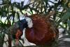 Foto: Letícia França - Museu de Biodiversidade do Cerrado