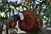 Foto: Letícia França - Museu de Biodiversidade do Cerrado